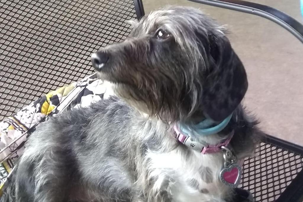 On The Mississippi Venue And Dog Friendly * Le Claire
